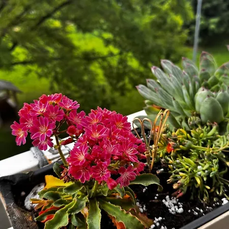 Nature View